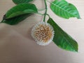 Neolamarckia cadamba fruits with leaves.